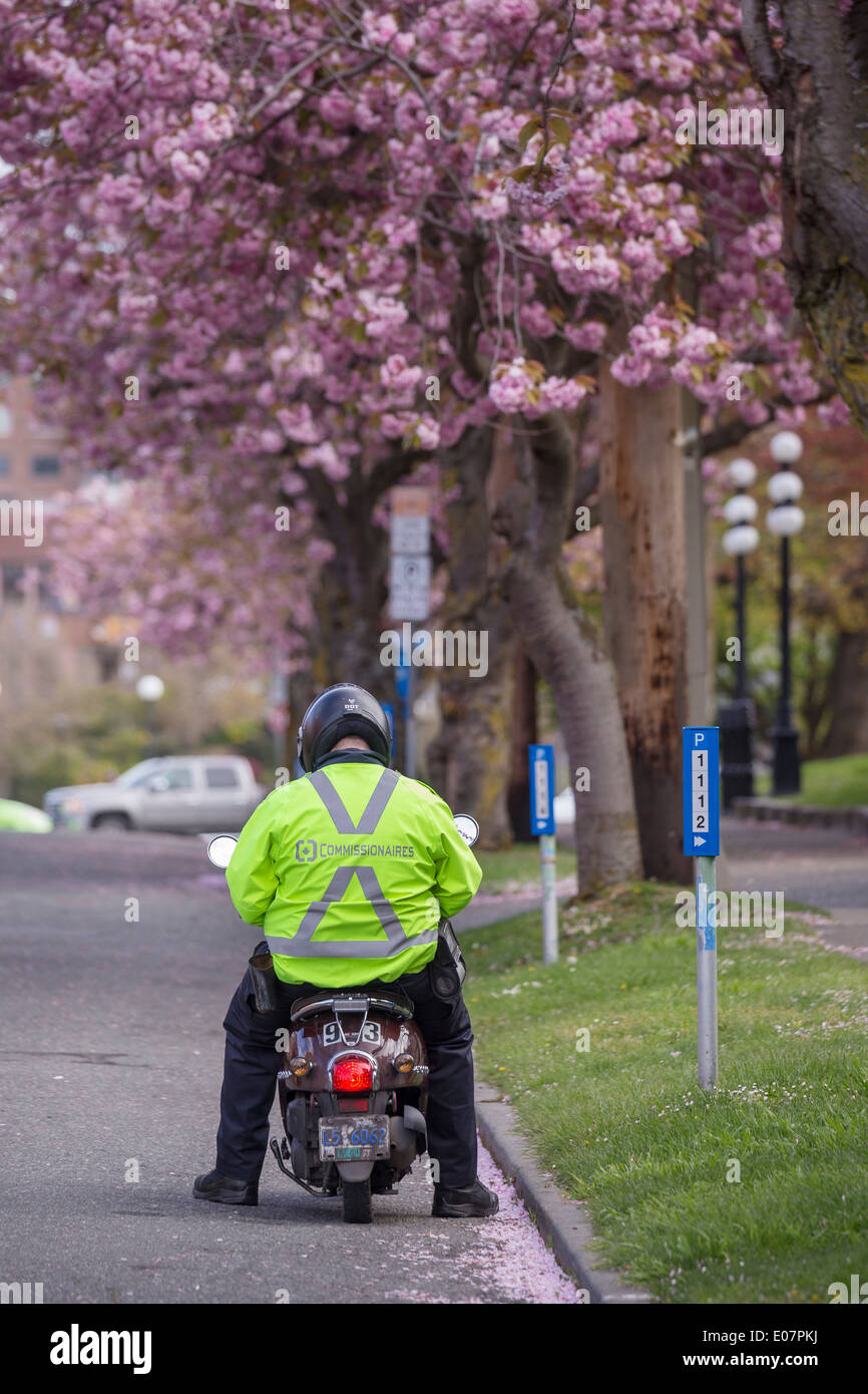 City parking attendant taking a break from his duties under Japanese Cherry blossom tree-Victoria, British Columbia, Canada. Stock Photo