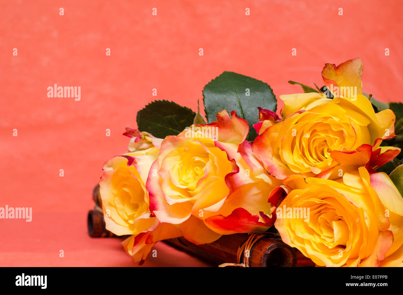 Yellow roses Stock Photo Alamy