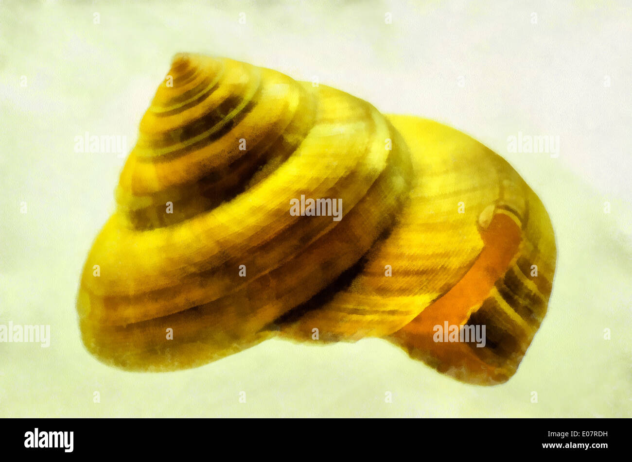 Mollusk shells external skeletal formation, covering the body most