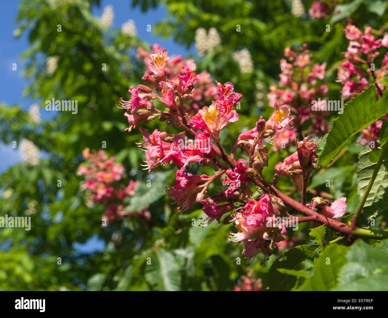 Aesculus hippocastanum, horse-chestnut, pink variety from a park in Vienna Austria Stock Photo