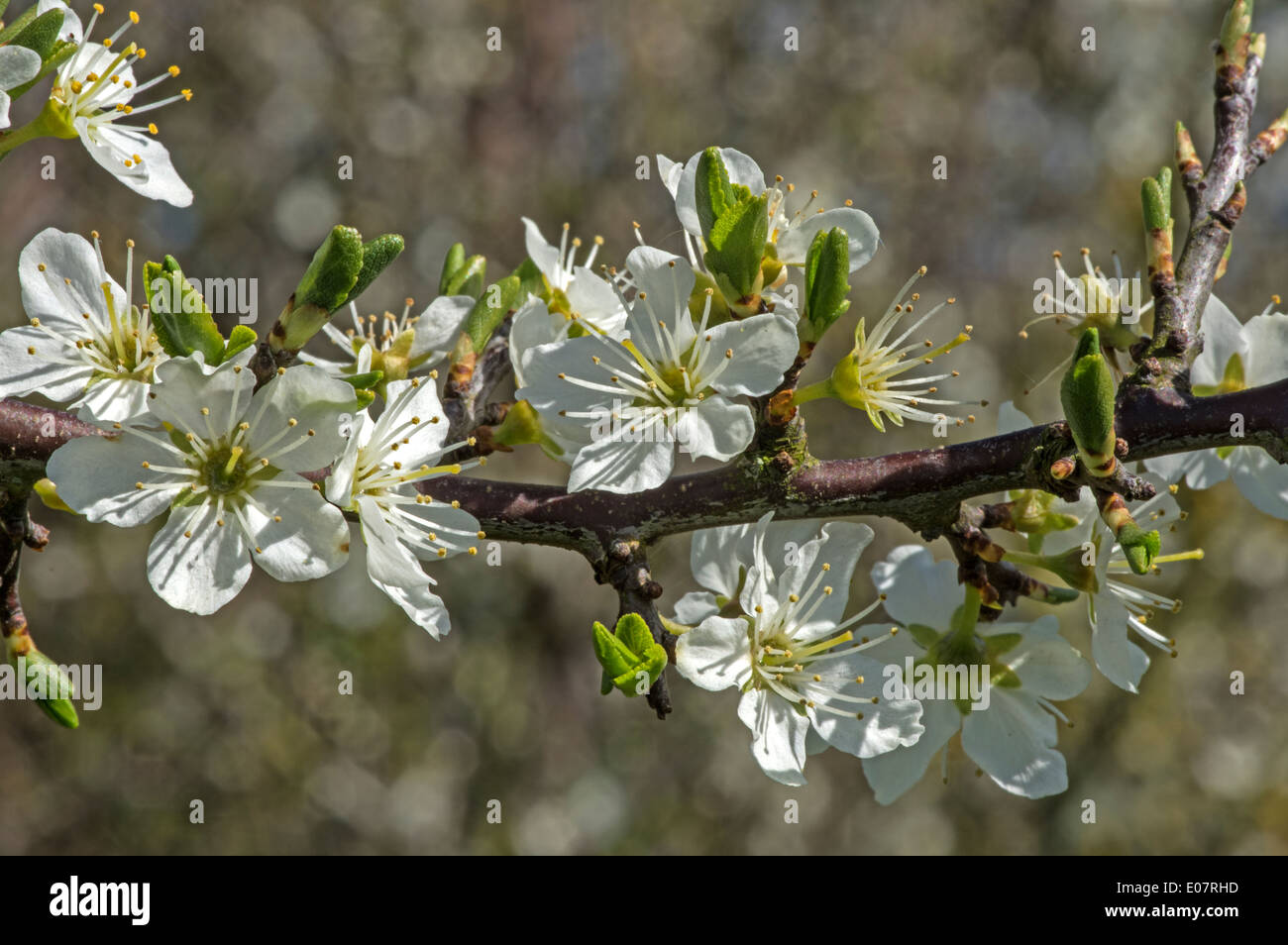 Blackthorn flowers. An early spring blossom turning hedgerows 