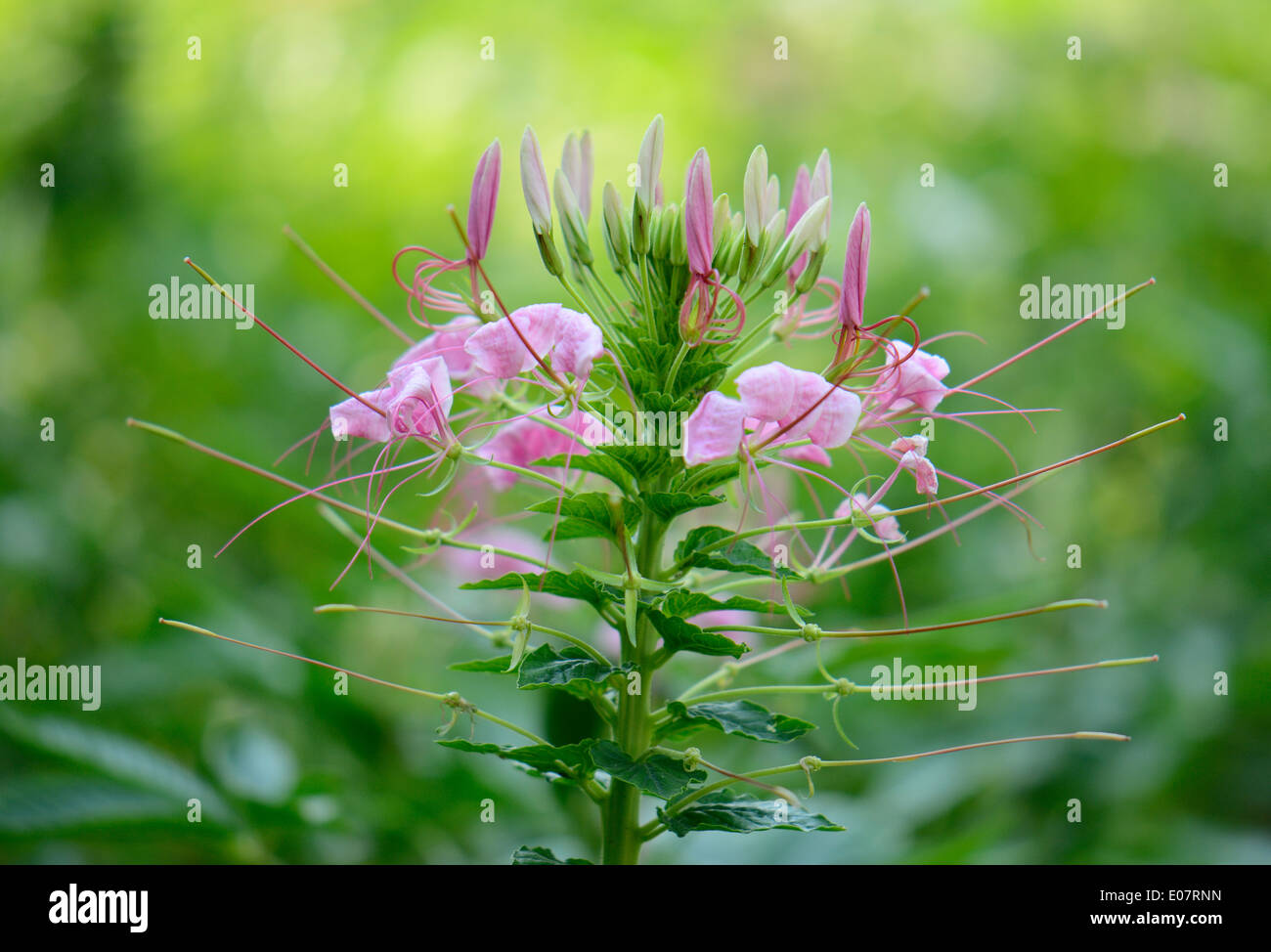 beautiful Spider Flower flower (Cleome spinosa) at Thai flower garden Stock Photo