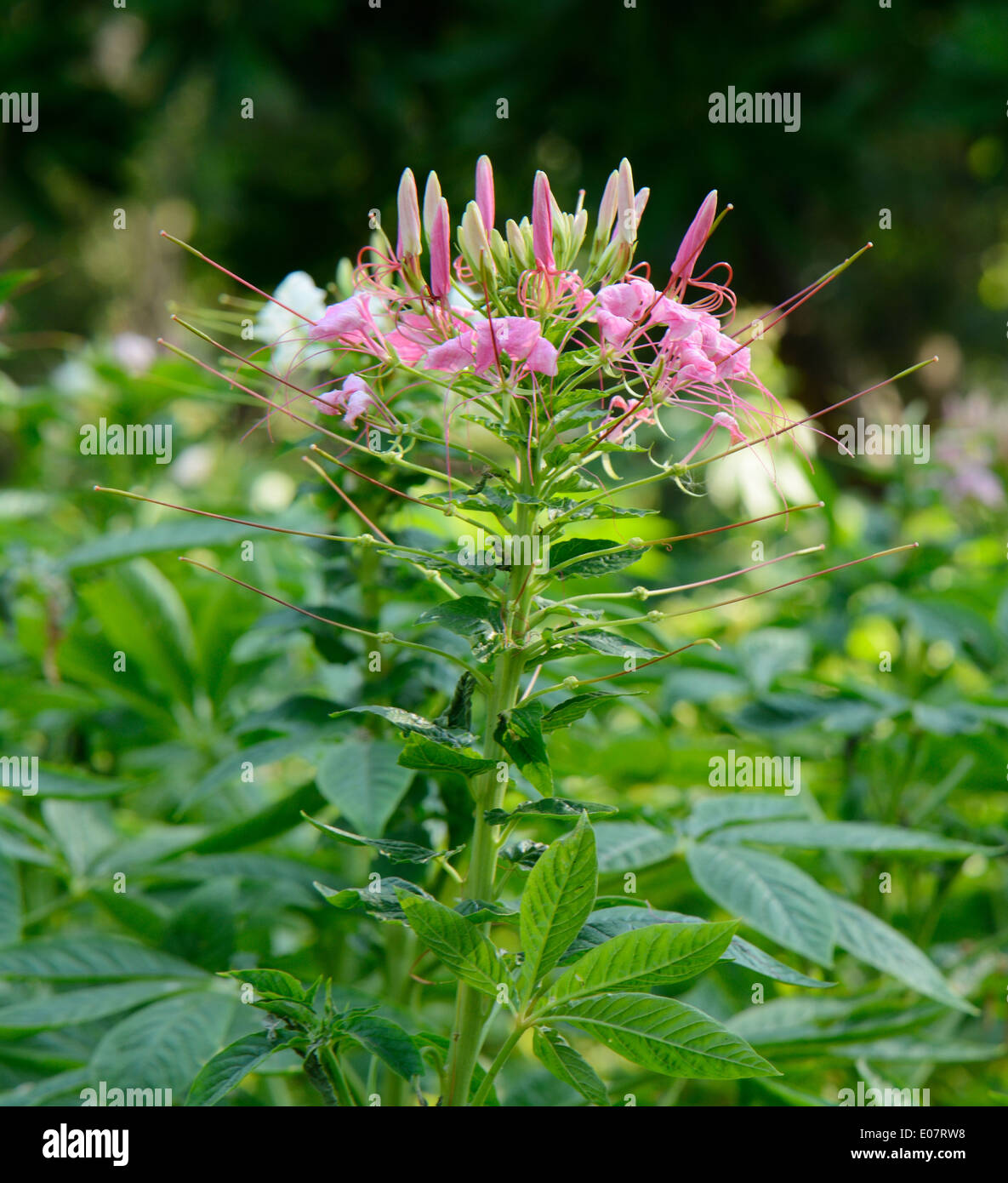 beautiful Spider Flower flower (Cleome spinosa) at Thai flower garden Stock Photo
