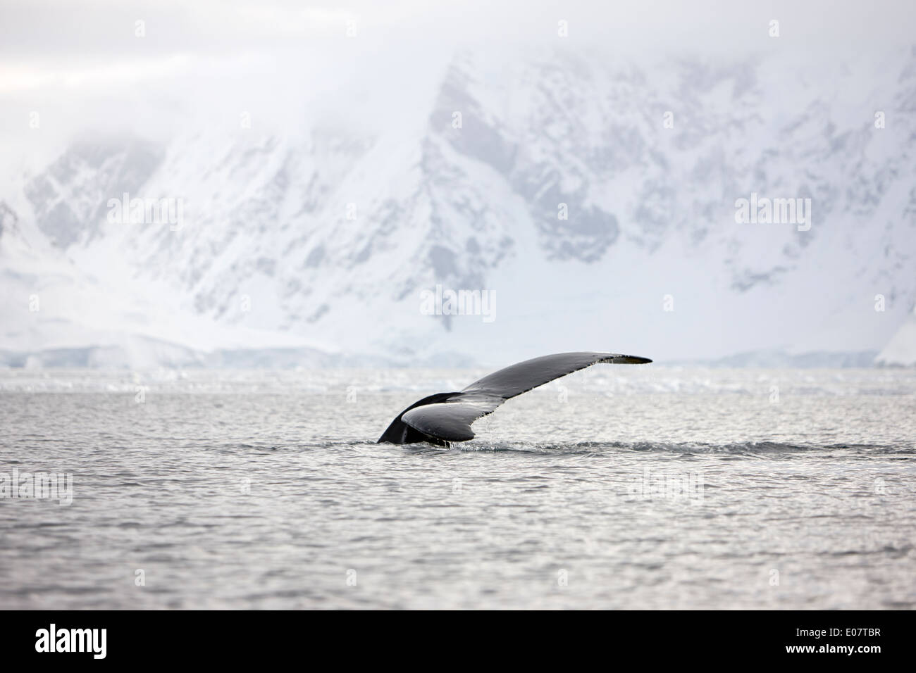 humpback whale lifting its tail above surface of wilhelmina bay Antarctica Stock Photo