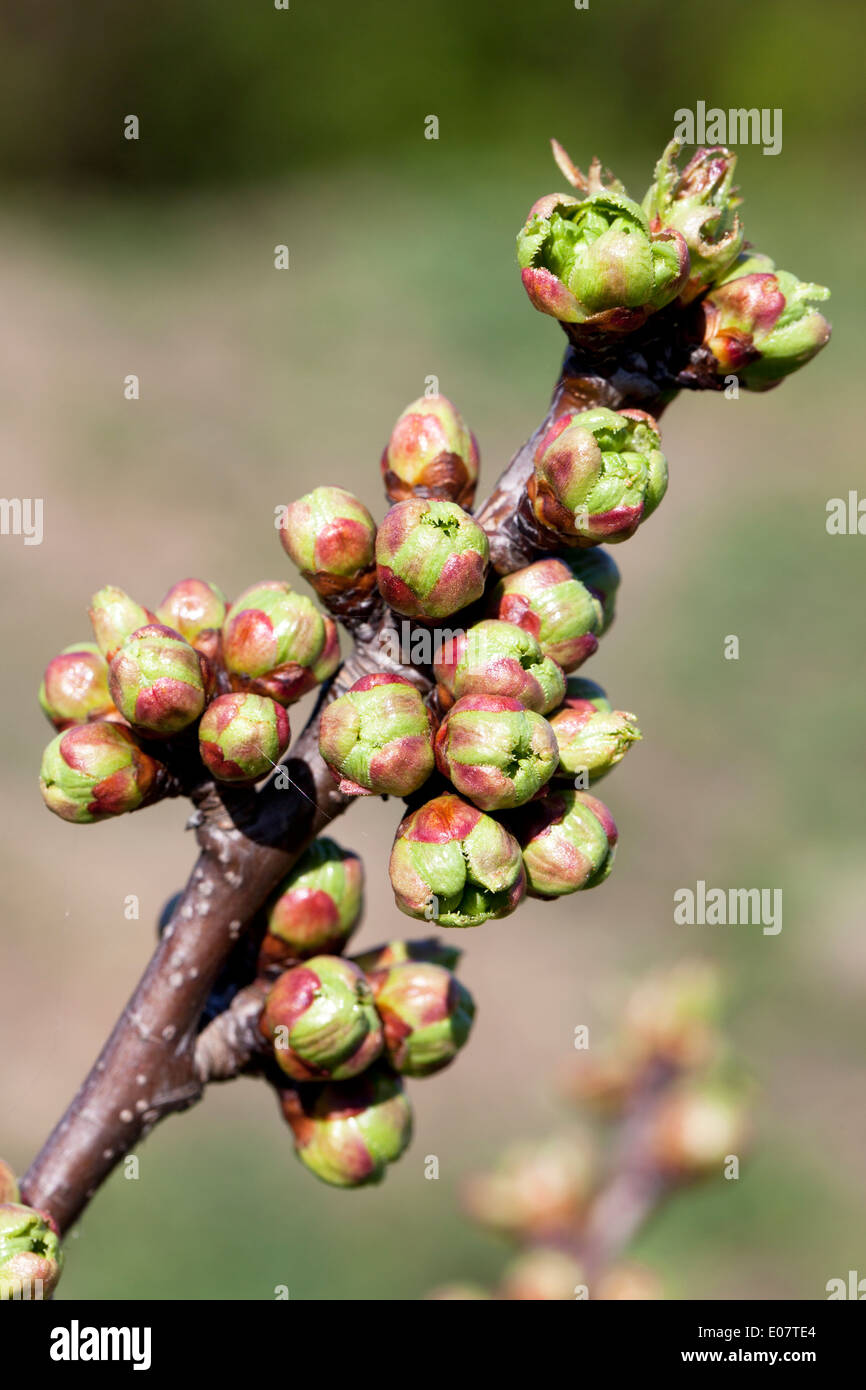 Buds of the Lapins Cherokee Cherry tree (Prunus avium) Stock Photo