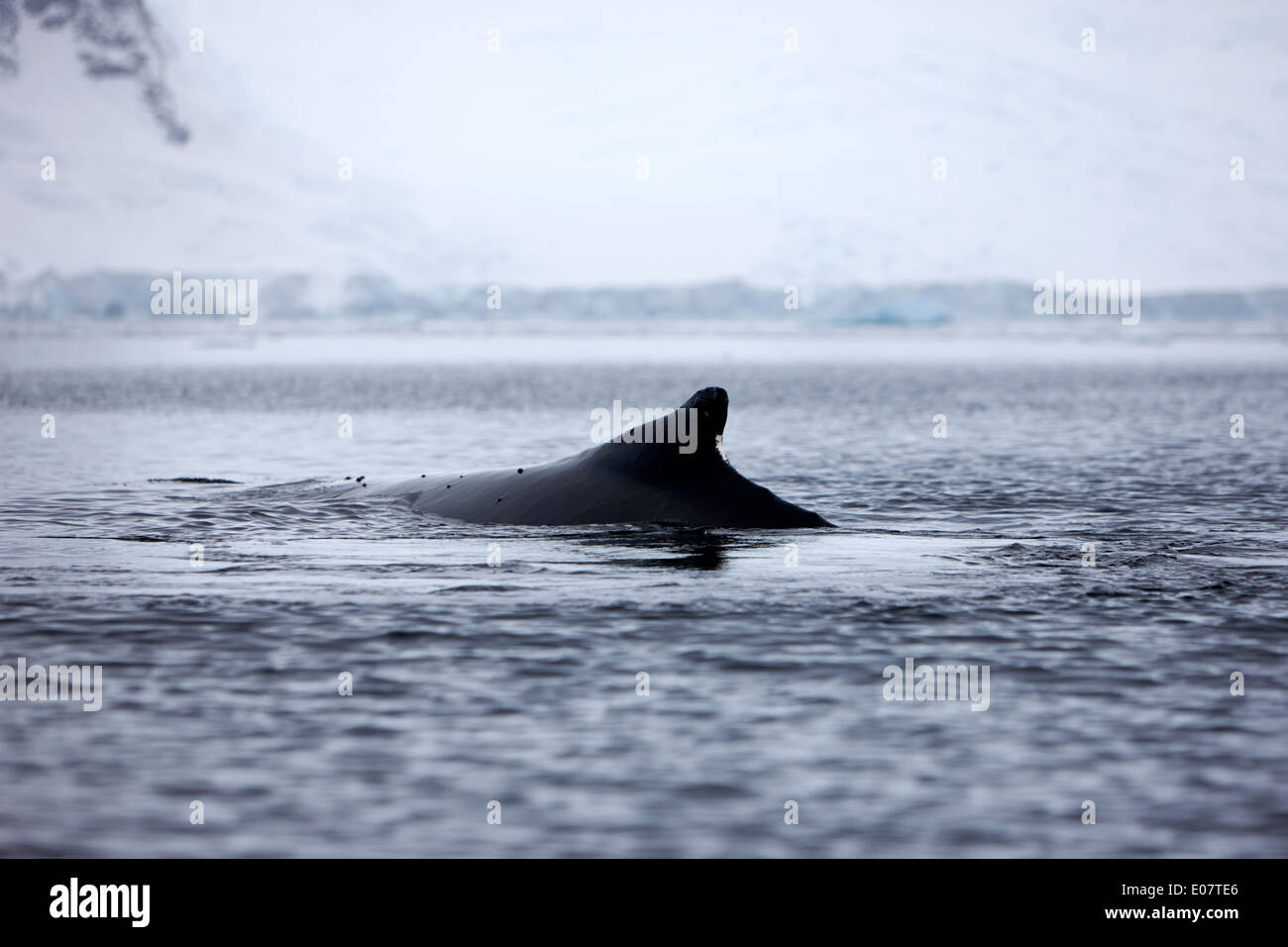 humpback whale raising its dorsal fin above surface of wilhelmina bay Antarctica Stock Photo