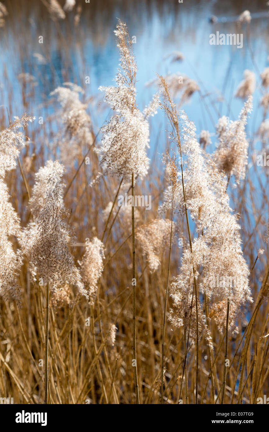 Common bulrushes (Typha latifolia) growing at  Middlesex Filter Beds Nature Reserve, Hackney, London, UK Stock Photo