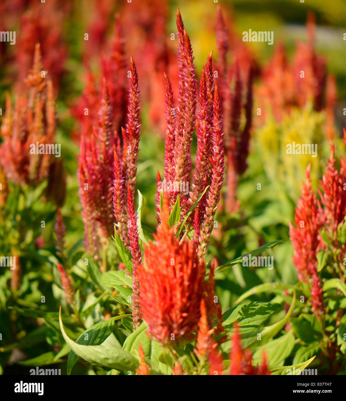 beautiful Celosia flower (Celosia argentea) at Thai flower garden Stock