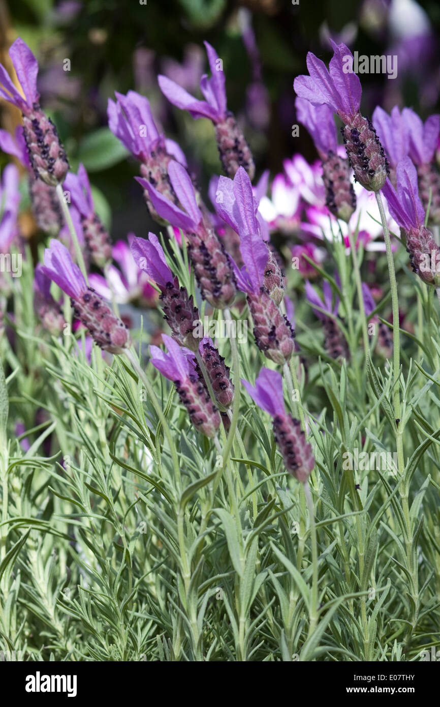 French Lavender growing in a Meadow Stock Photo
