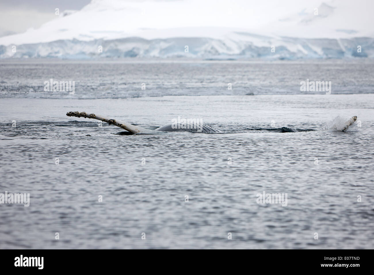 juvenile humpback whale pectoral fin slapping and rolling upside down showing baleen on surface of wilhelmina bay Antarctica Stock Photo