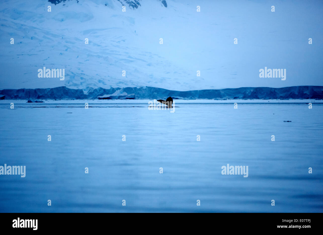 humpback whale lifting its tail above surface of wilhelmina bay in evening blue light Antarctica Stock Photo