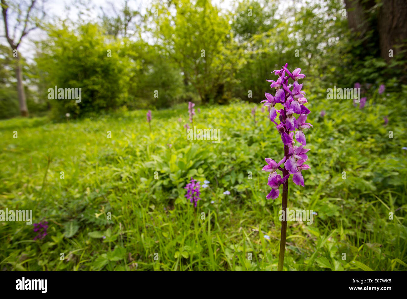 Pink orchids in a meadow. Stock Photo