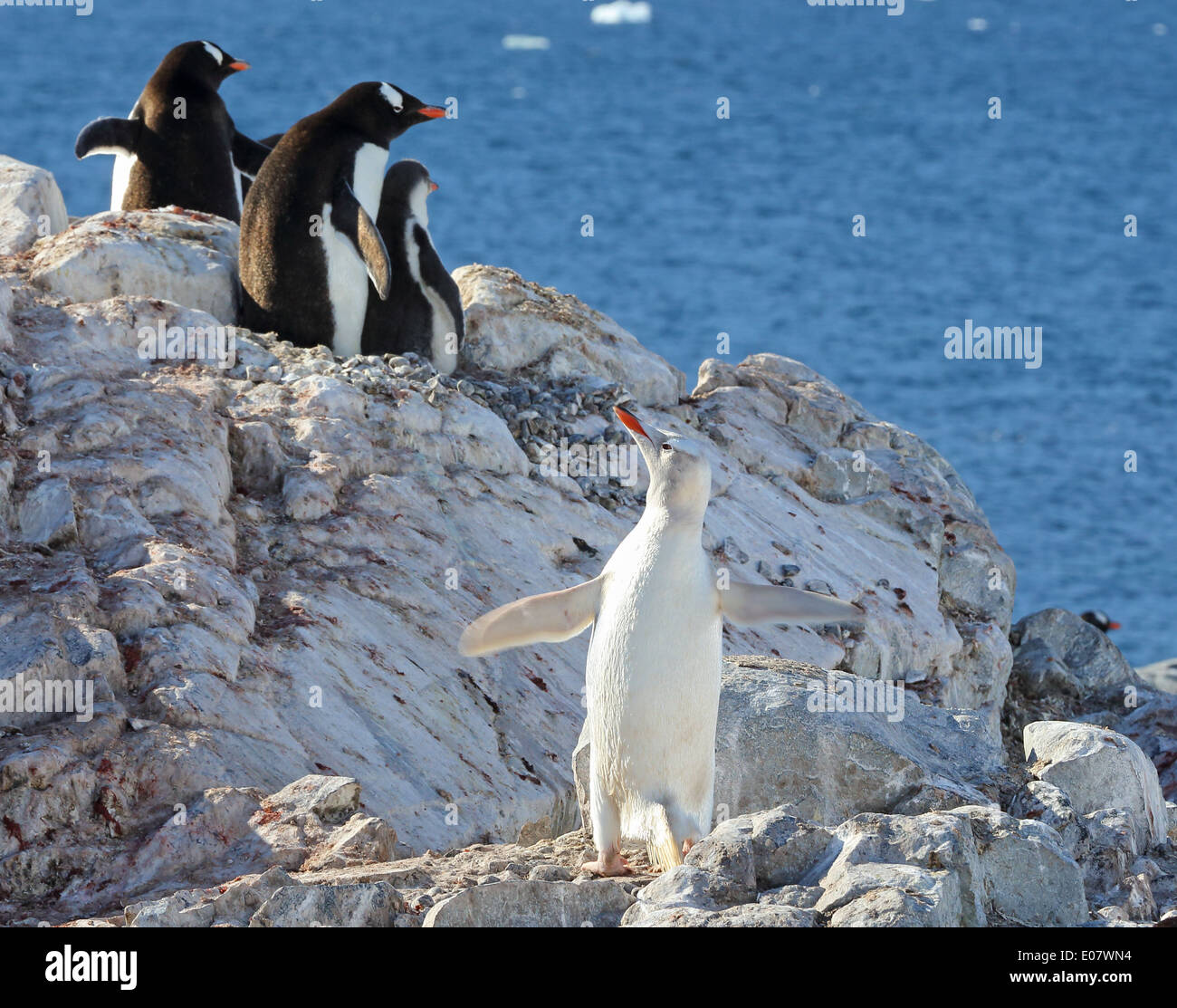 Antarctica, Antarctic Peninsula. A rare leucistic Gentoo penguin, a white penguin, among other Gentoo penguins. Stock Photo