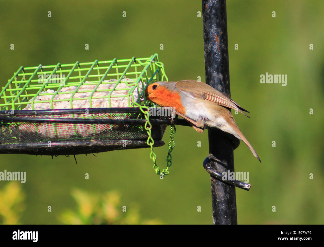 Robin feeding from suet block feeder Stock Photo