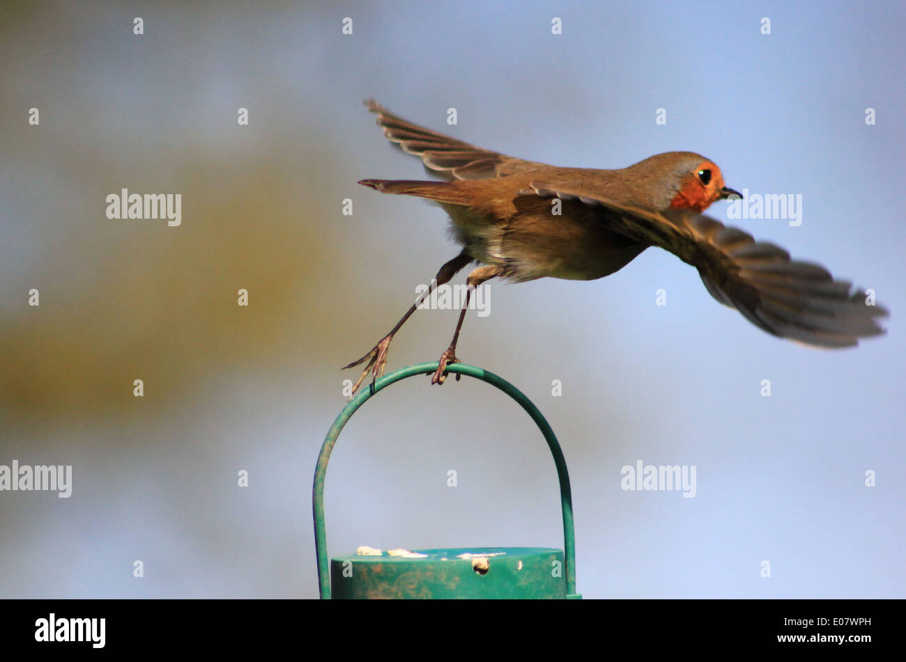 Robin flying from bird feeder Stock Photo