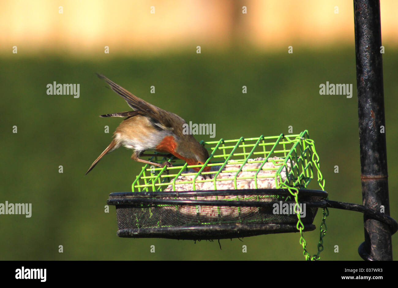 Robin feeding from suet block feeder Stock Photo