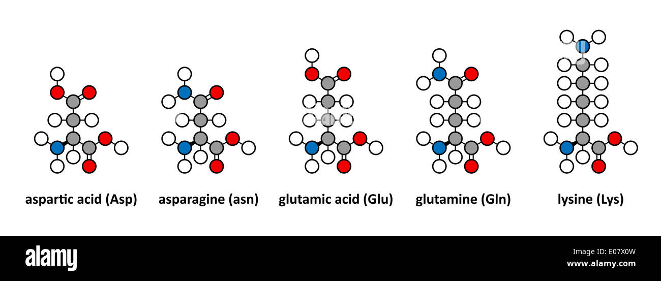 Aspartic acid; asparagine; glutamic acid; glutamine and lysine amino acids. Stylized 2D renderings. Stock Photo
