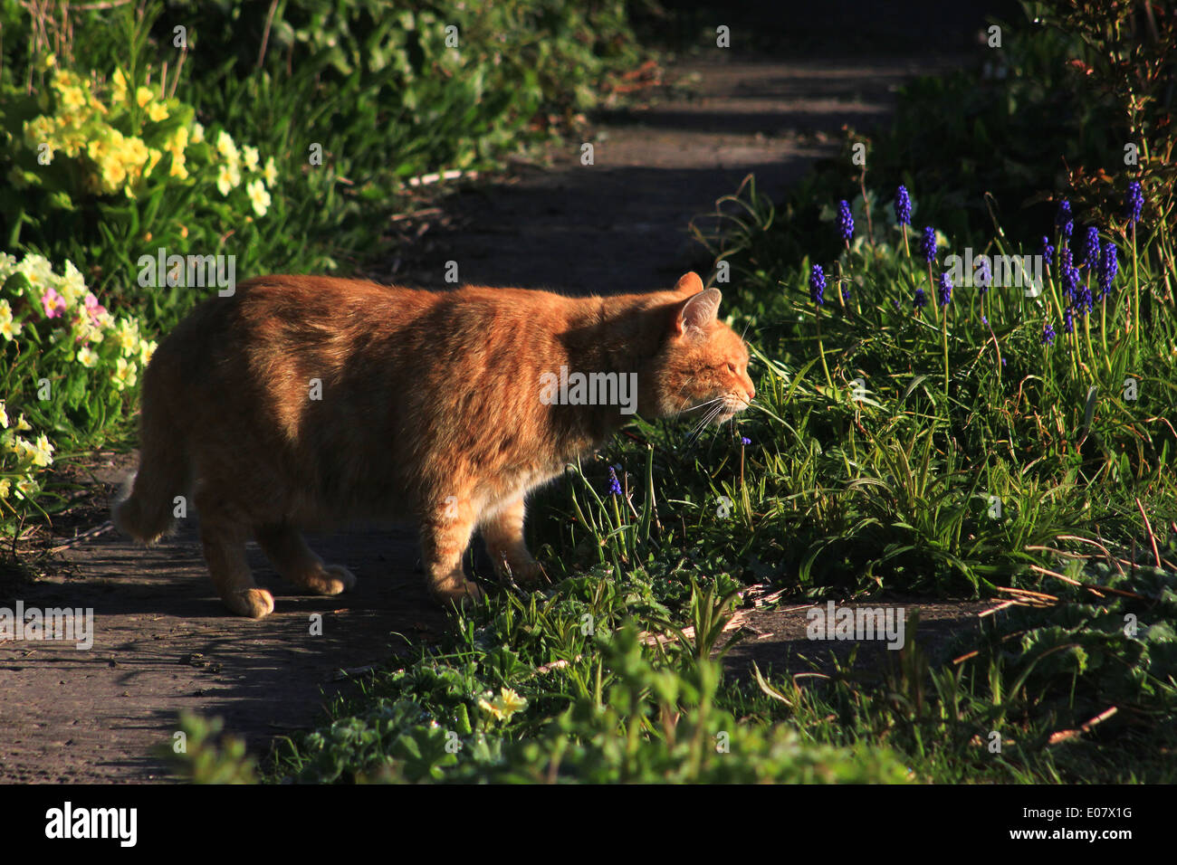 Ginger cat sniffing grass early in the morning Stock Photo Alamy