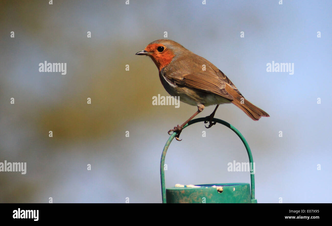 Robin on bird feeder Stock Photo