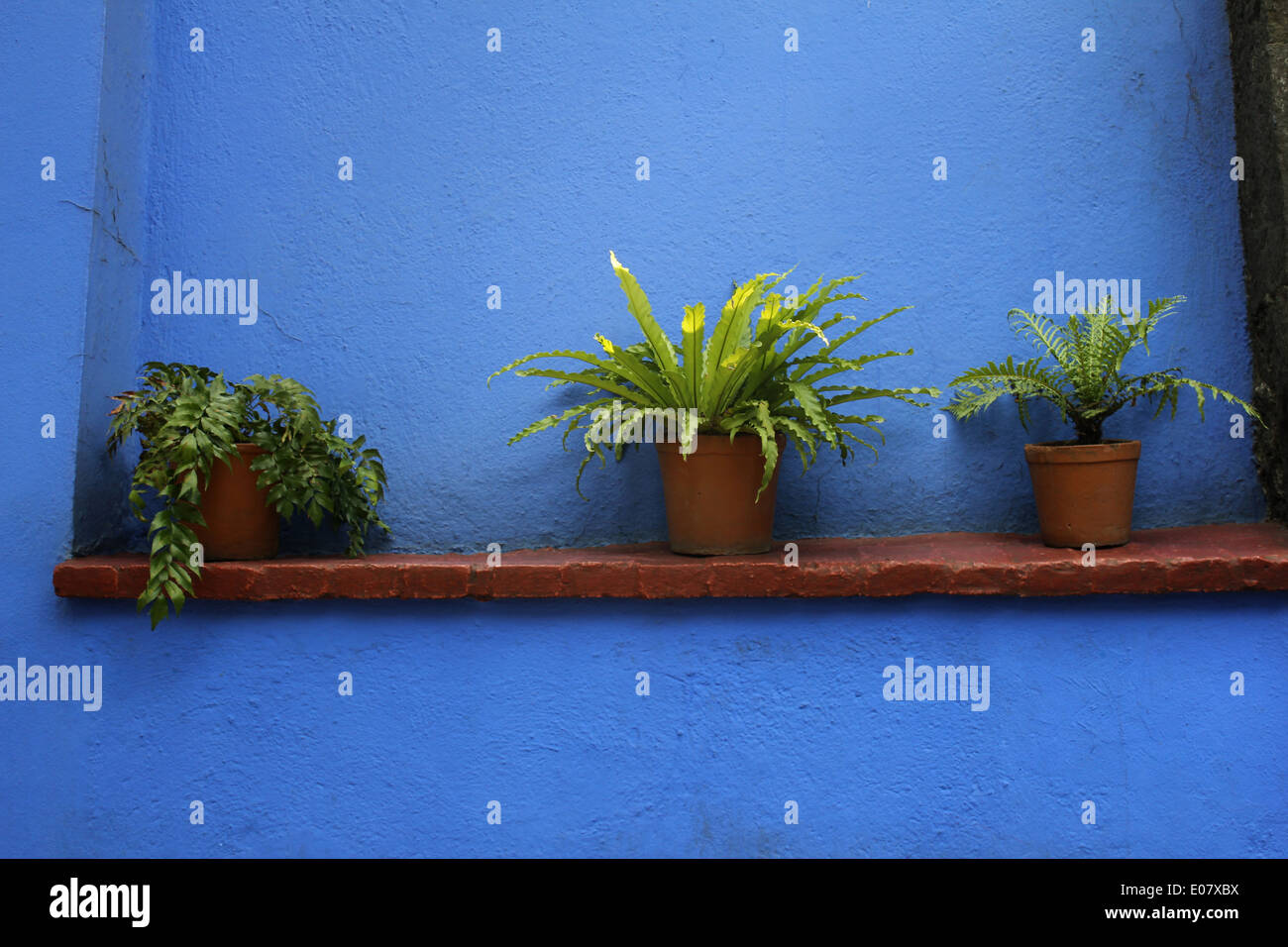 Three plants on a ledge against a blue wall, Casa Azul (Blue House) where Frida Kahlo lived, Coyoacan, Mexico City Stock Photo
