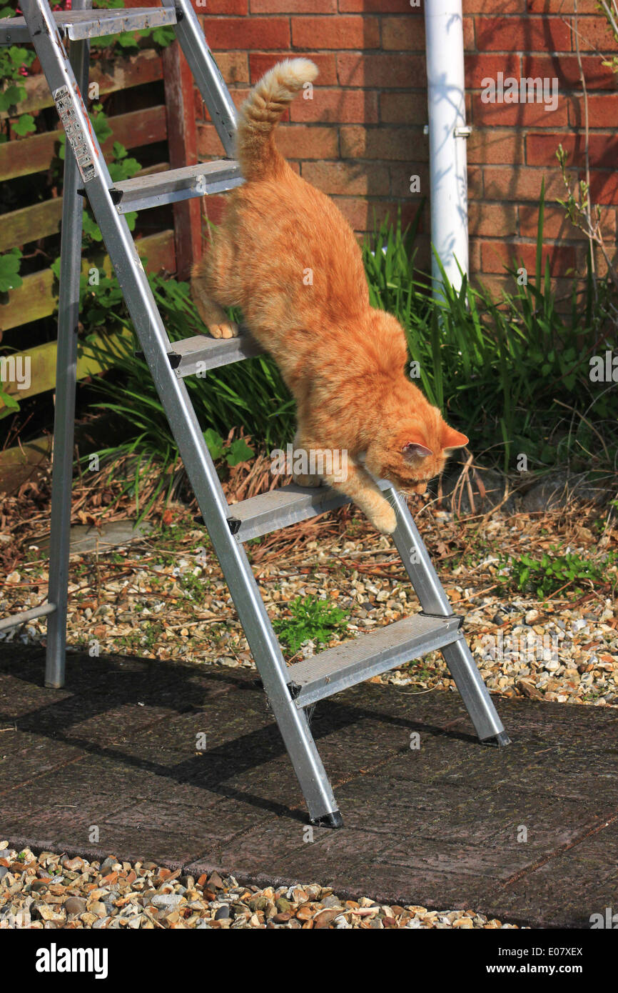 Ginger cat walking down step ladder in garden Stock Photo Alamy