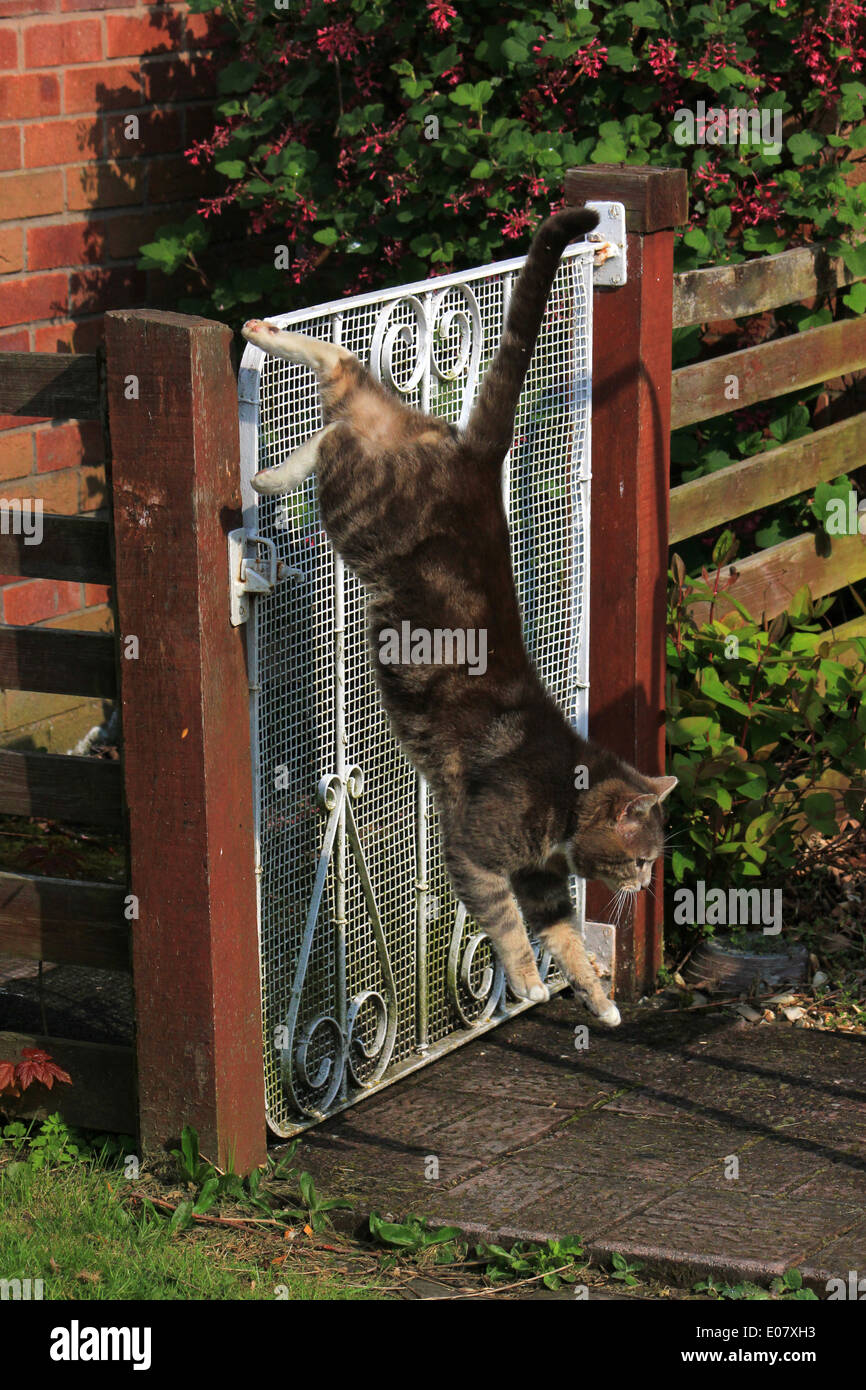 Cat jumping over gate online