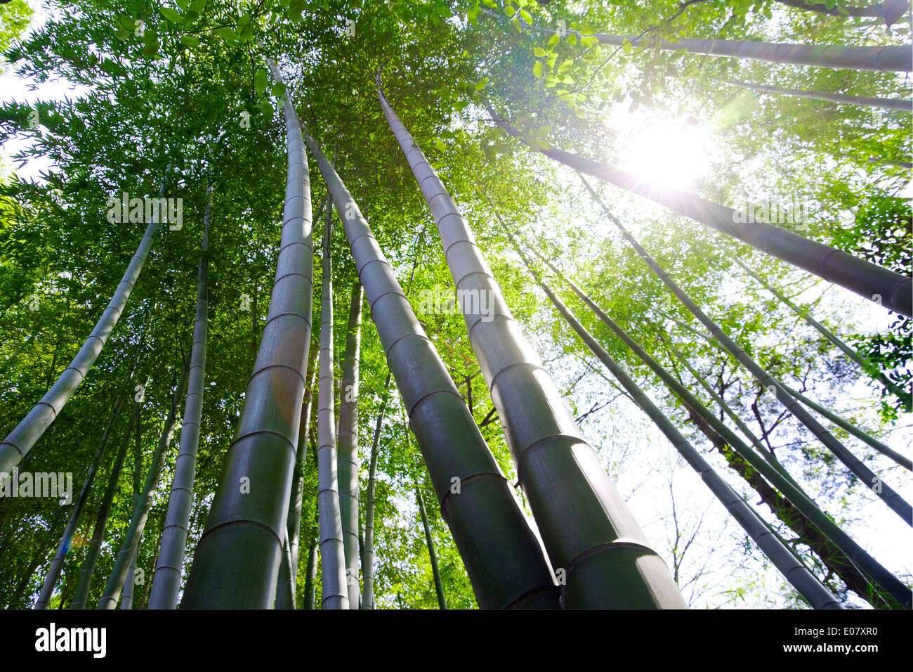 Tall Bamboo Trees in a bright and sunny forest Stock Photo