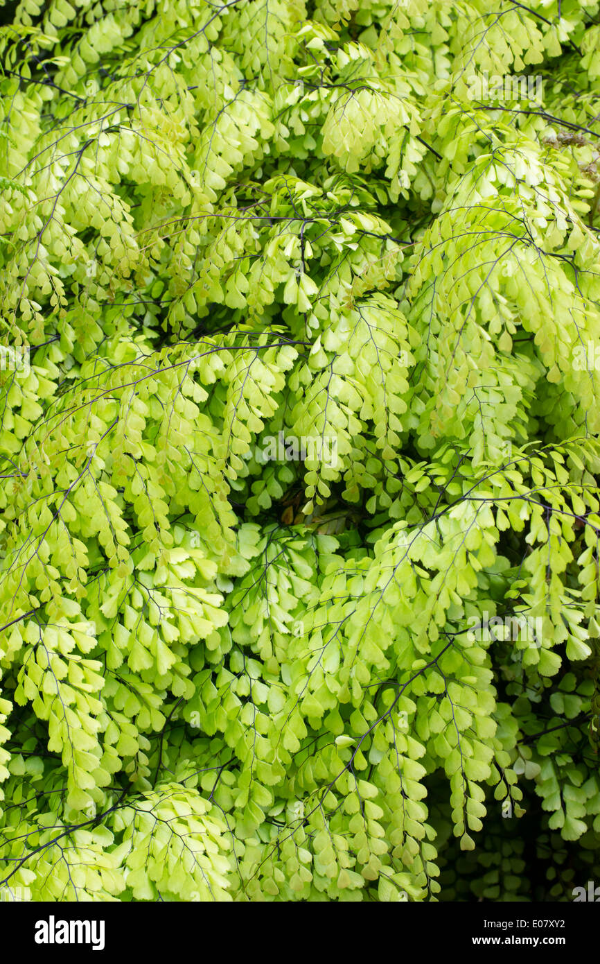 Fresh spring foliage of the hardy maidenhair fern, Adiantum venustum Stock Photo