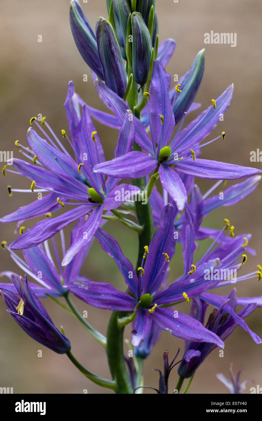 Starry Blue Flowers Of The North American Meadow Bulb Camassia 