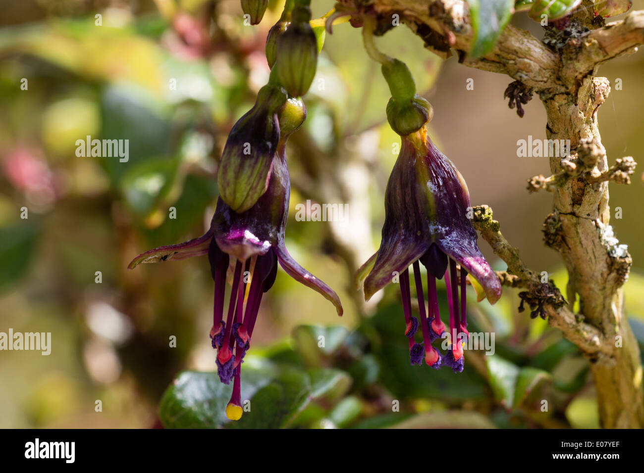 Flowers of the New Zealand tree fuchsia, Fuchsia excorticata Stock Photo