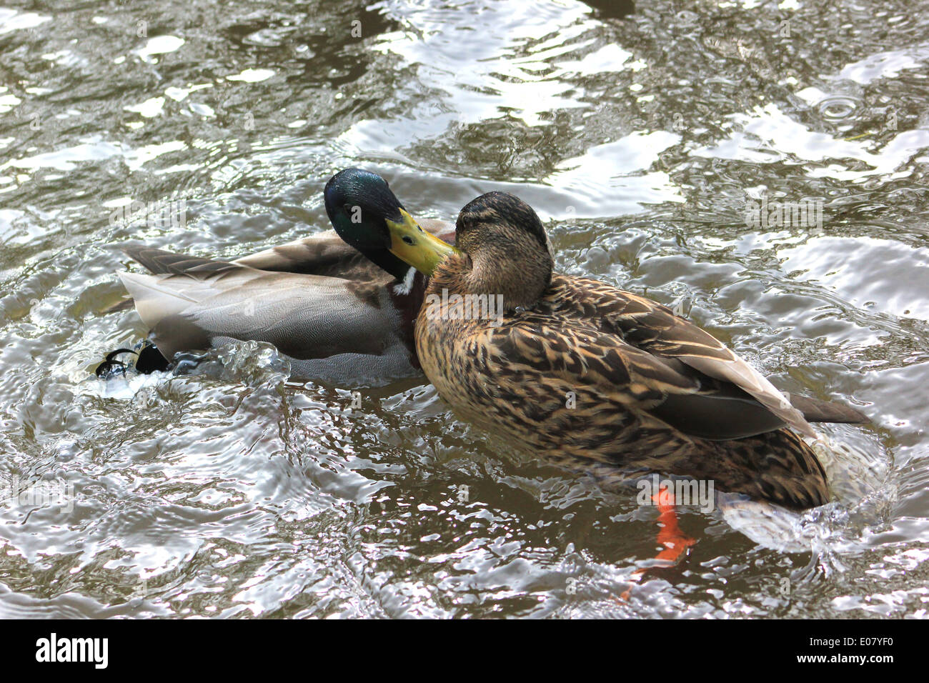 Pair of mallards mating on Llangollen Canal Stock Photo