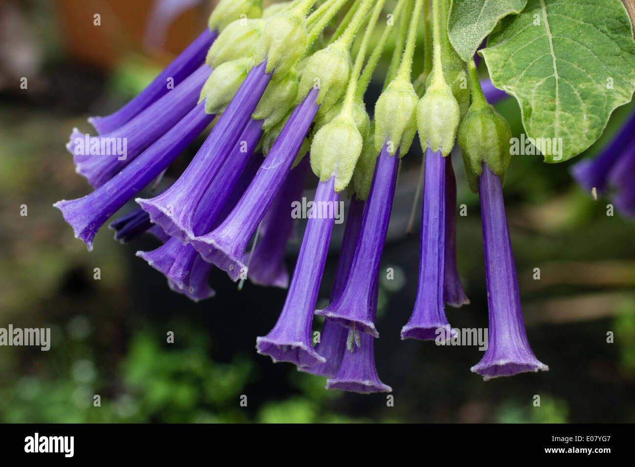 Cluster of blue tubular flowers of the humming bird pollinated Iochroma cyaneum Stock Photo