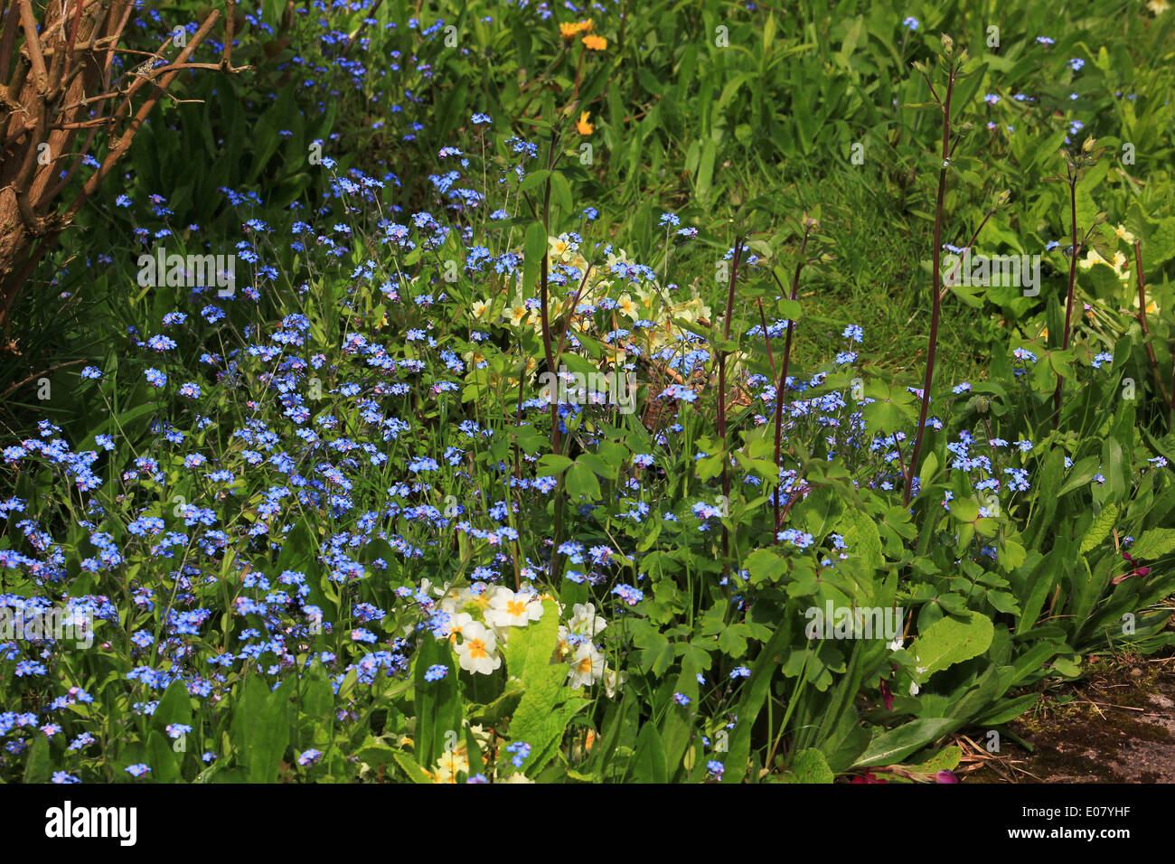 Forget me nots and primroses in garden Stock Photo