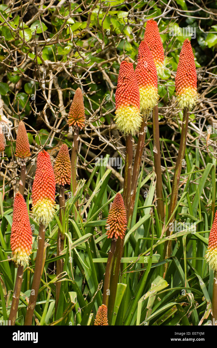 Kniphofia Hybrid High Resolution Stock Photography And Images Alamy