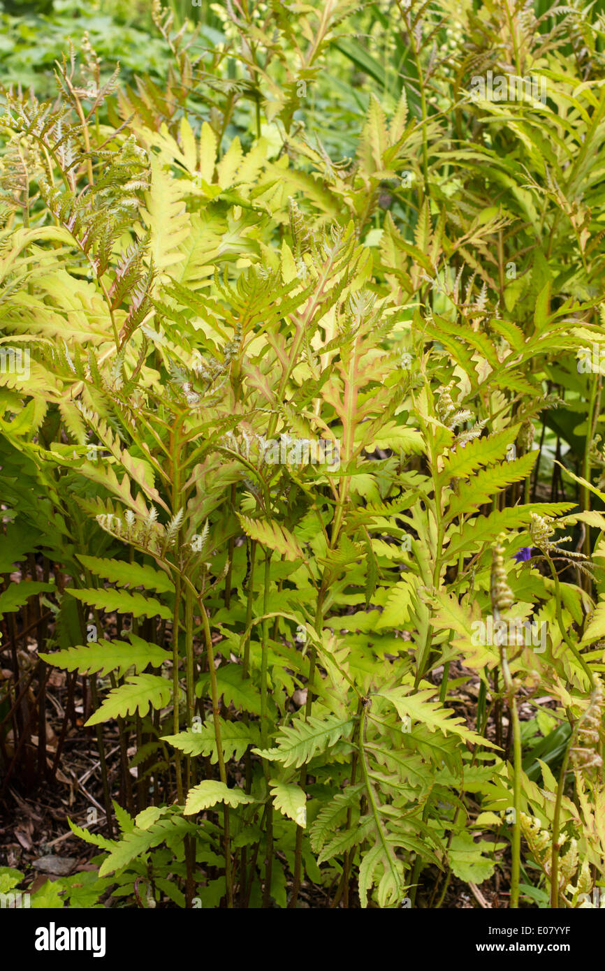 Young spring foliage of the moisture loving sensitive fern, Onoclea sensibilis Stock Photo