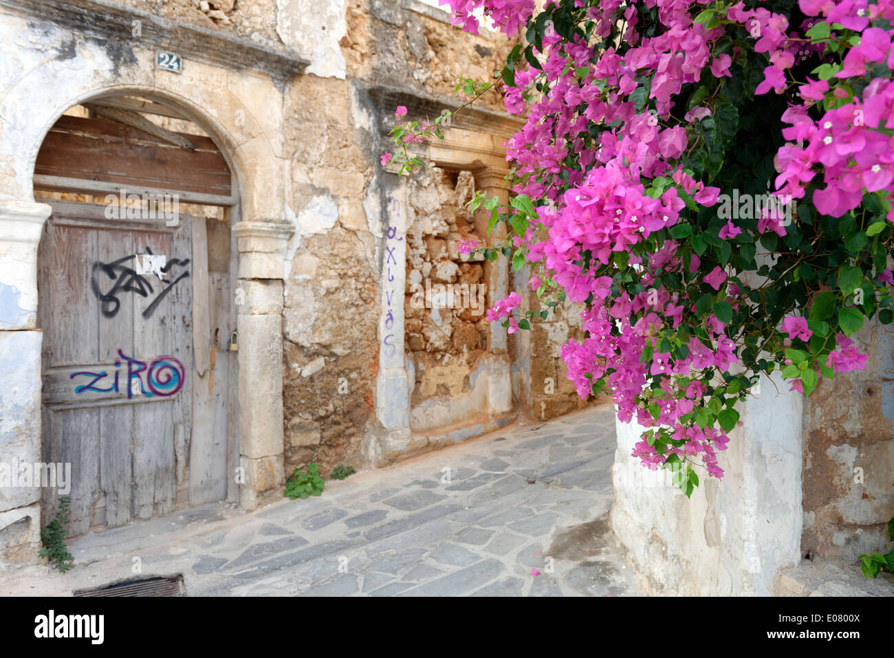 Pink Bougainvillea Drapes Narrow Stone Tiled Alleyway Corner In Back pink-bougainvillea-drapes-narrow-stone-tiled-alleyway-corner-in-back