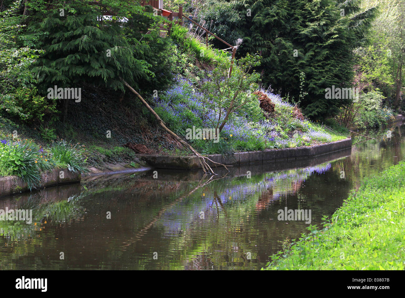 Forget me nots on the bank of Llangollen Canal Stock Photo