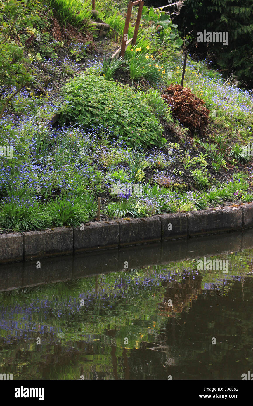 Forget me nots on the bank of Llangollen Canal Stock Photo