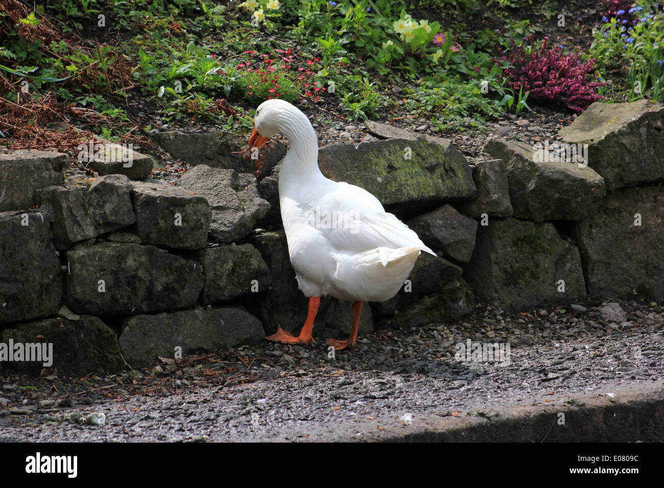 Image showcasing Domestic goose feeding from garden rockery Stock Photo - Alamy