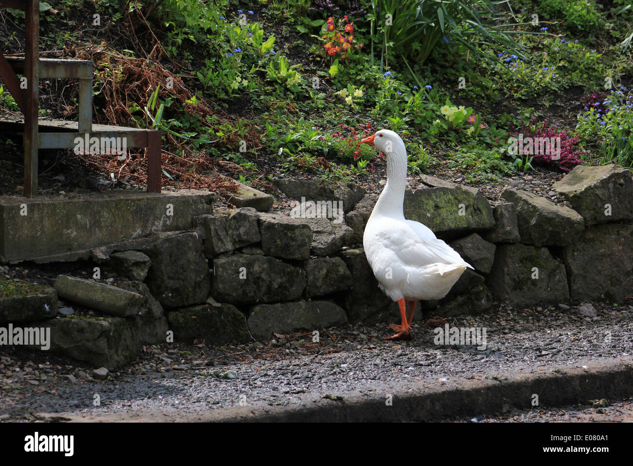 Image showcasing Domestic goose feeding from garden rockery Stock Photo - Alamy