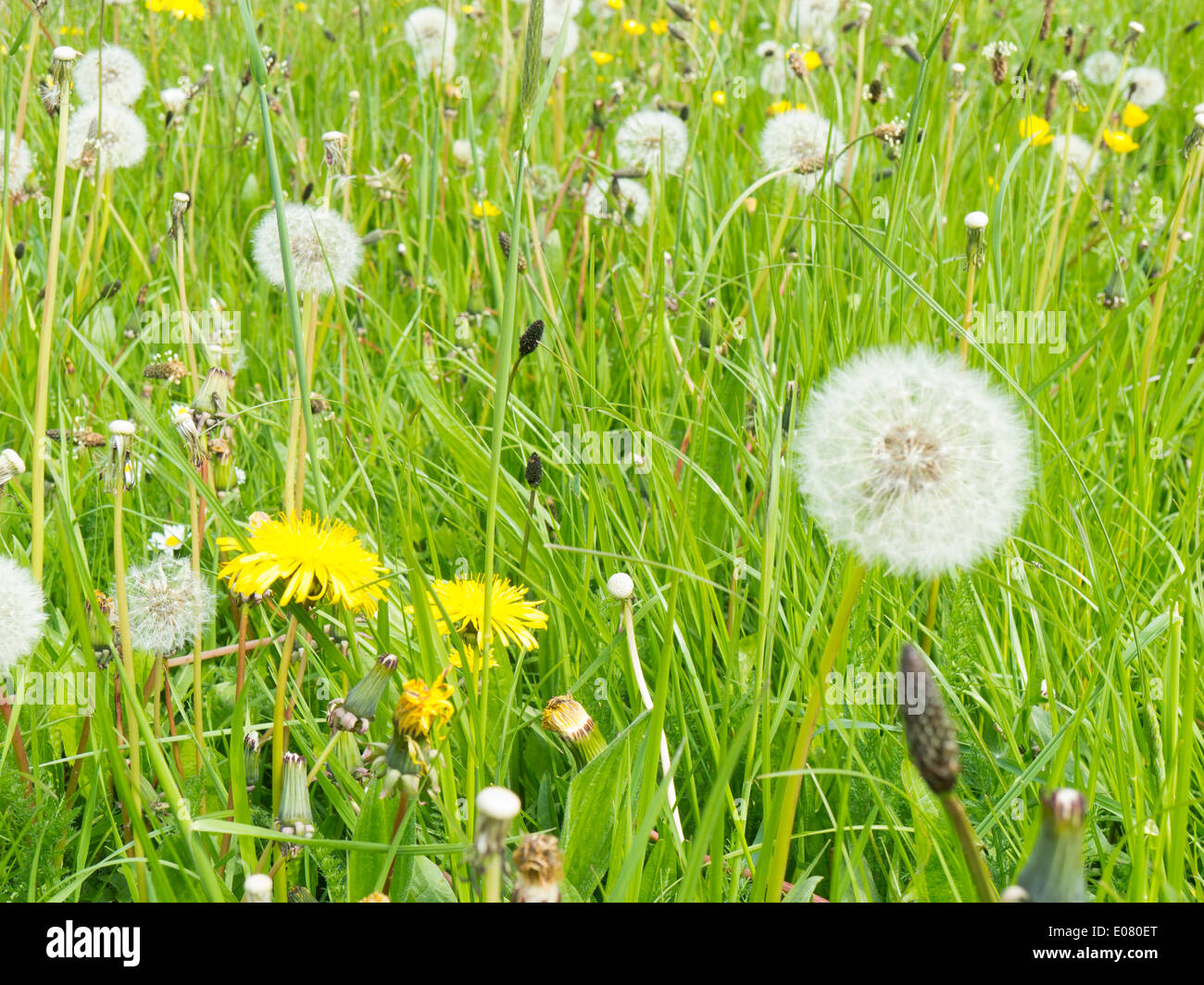 Dandelion seed heads hi-res stock photography and images - Alamy