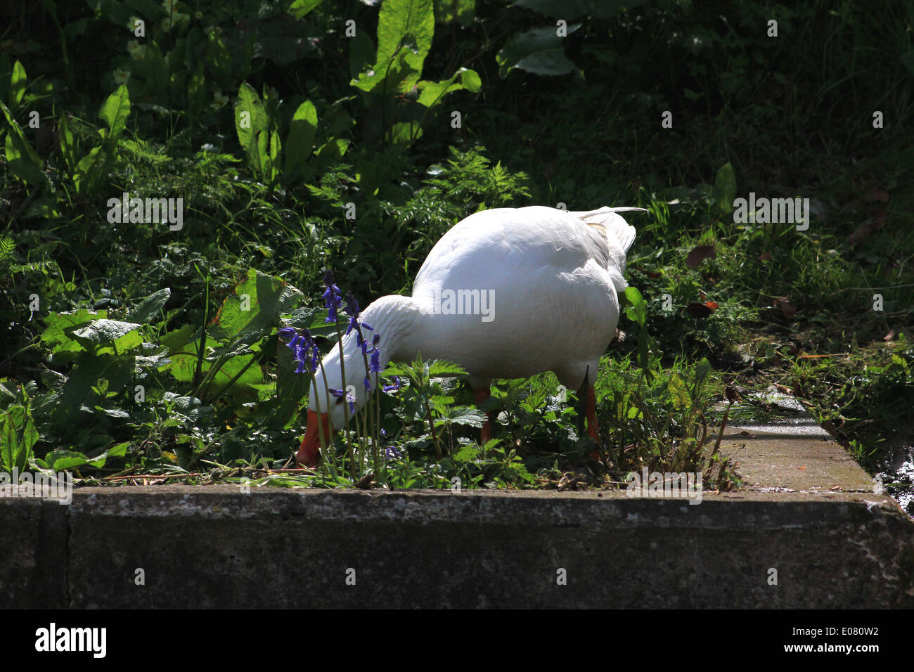 Picture of Domestic goose feeding in garden Stock Photo - Alamy