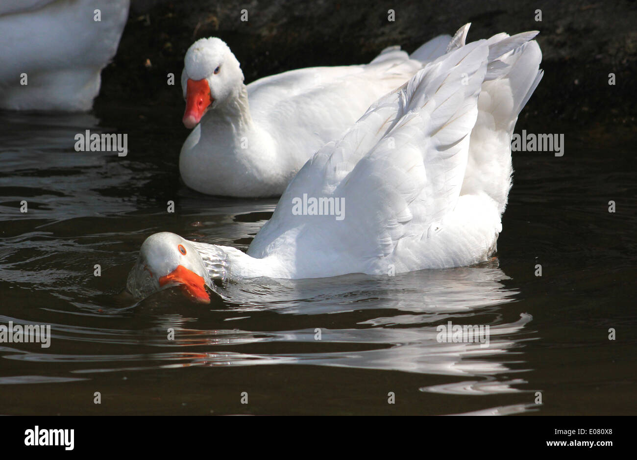 Domestic goose washing in Llangollen Canal Stock Photo Alamy