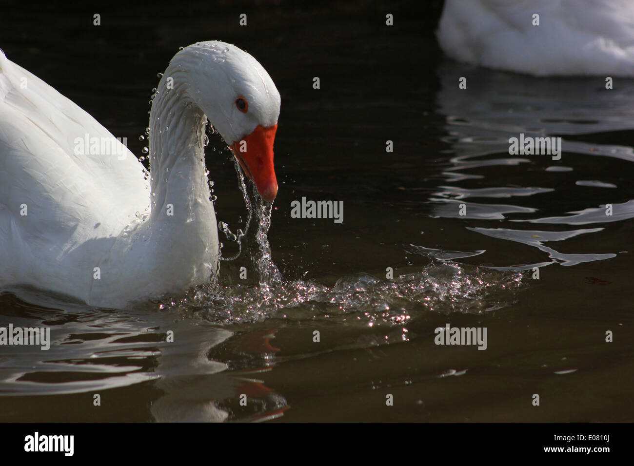 Domestic goose washing in Llangollen Canal Stock Photo Alamy
