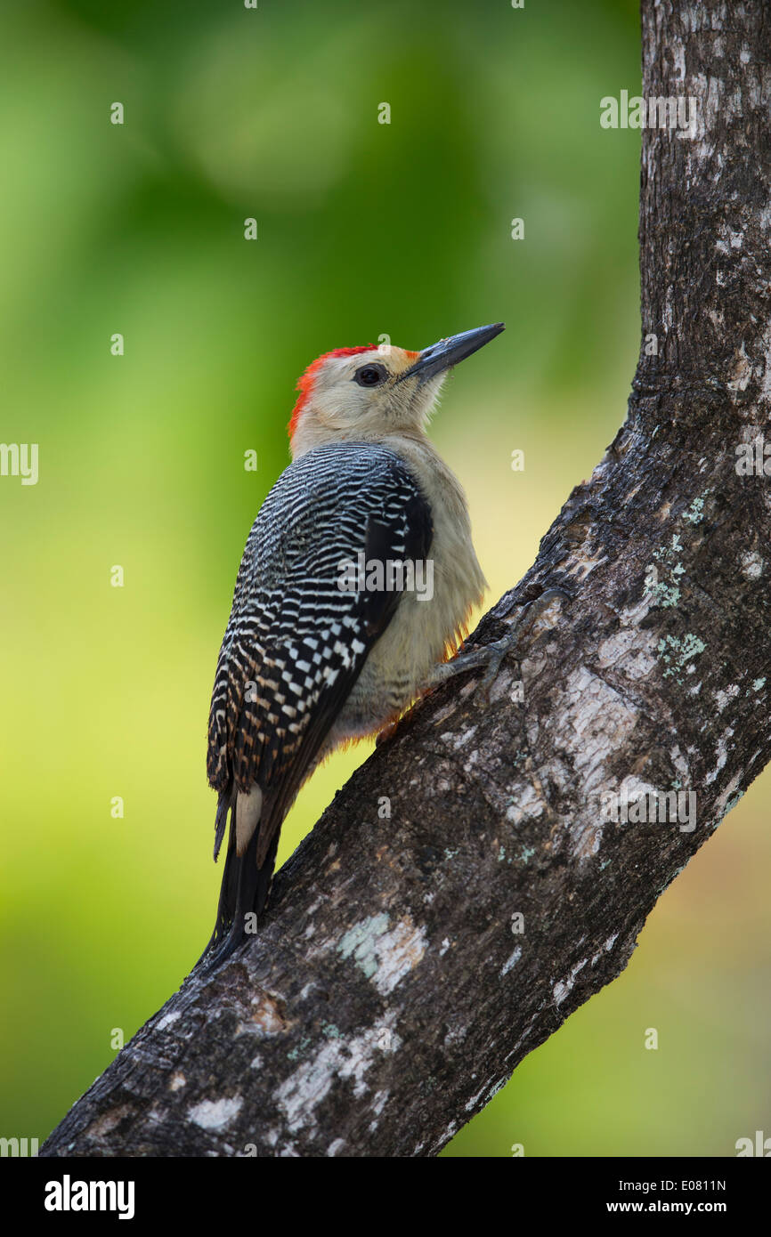 Golden-fronted Woodpecker (Melanerpes aurifrons canescens), East Mexico subspecies, male in Roatan, Honduras. Stock Photo