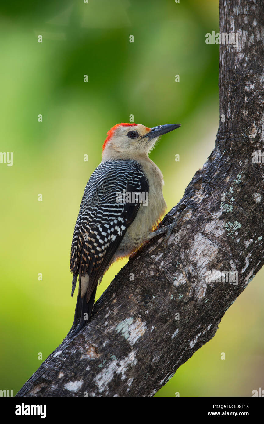 Golden-fronted Woodpecker (Melanerpes aurifrons canescens), East Mexico subspecies, male in Roatan, Honduras. Stock Photo