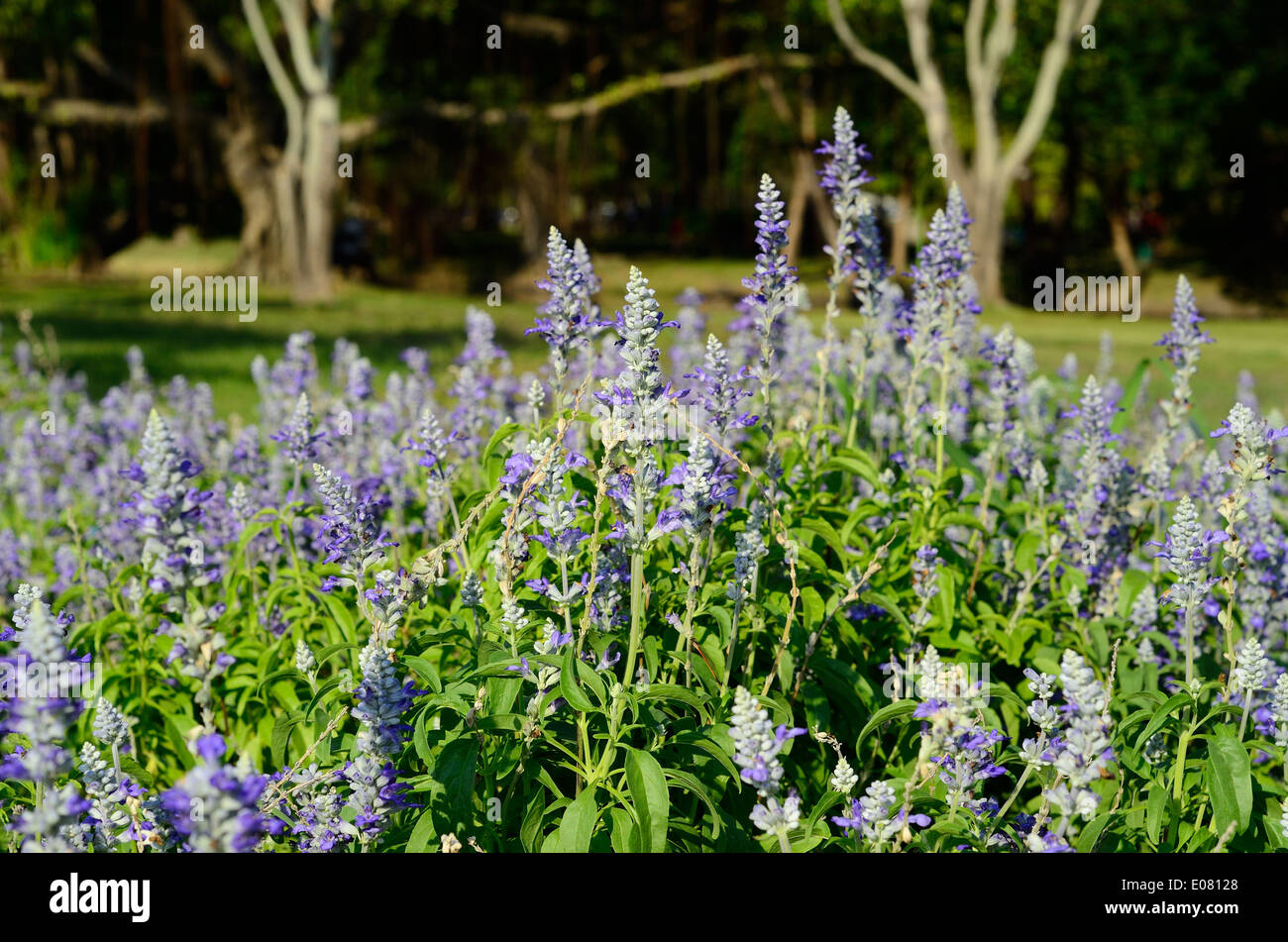 beautiful Mealy Cap Sage flower (Salvia farinacea) at Thai flower garden Stock Photo