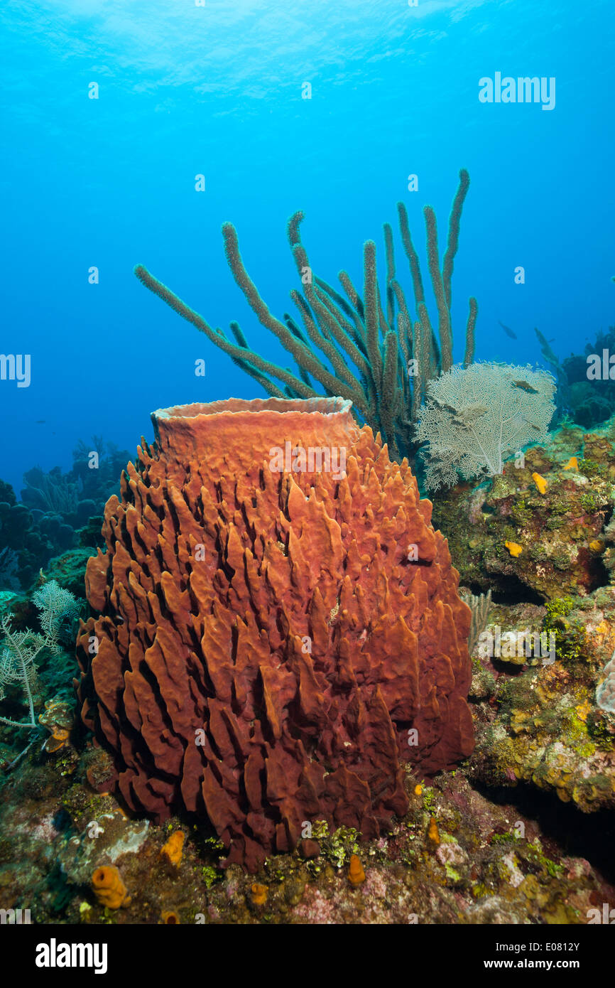 Giant Barrel Sponge (Xestospongia muta) with other corals and sponges on a tropic reef off Roatan, Honduras. Stock Photo