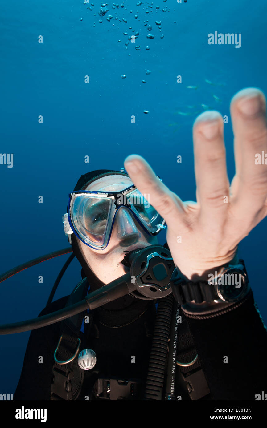 Scuba diver examining Pelagic Tunicates (Salpa sp.) off Roatan, Honduras. Stock Photo