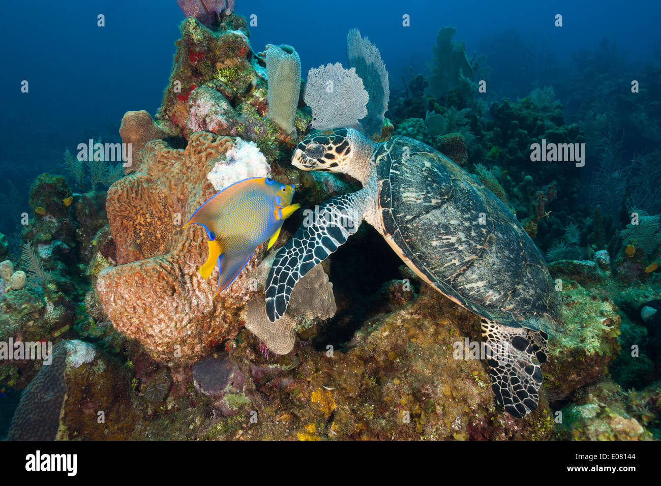 Atlantic Hawksbill Turtle (Eretmochelys imbricata imbricata) feeding on a Leathery Barrel Sponge (Geodia neptuni) Stock Photo